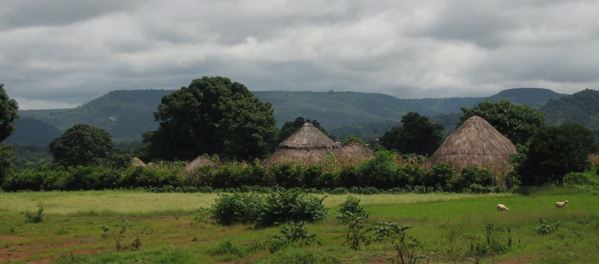 Guinea Biodiversity and Nature Conservation | BioDB