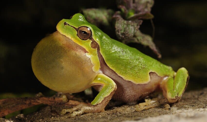 Hyla: facts, distribution & population | BioDB