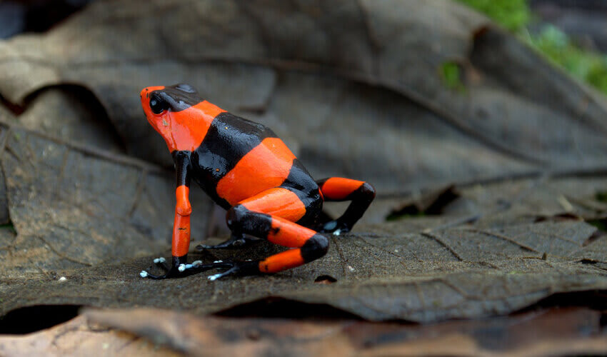 Ophaqa Oophaga: facts, distribution & population | BioDB