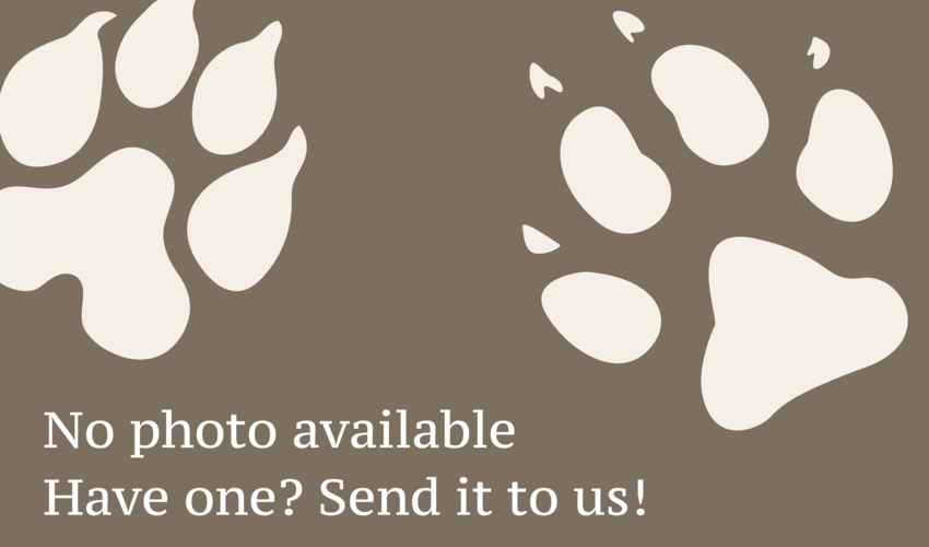 Sumatran striped rabbit facts, distribution & population | BioDB