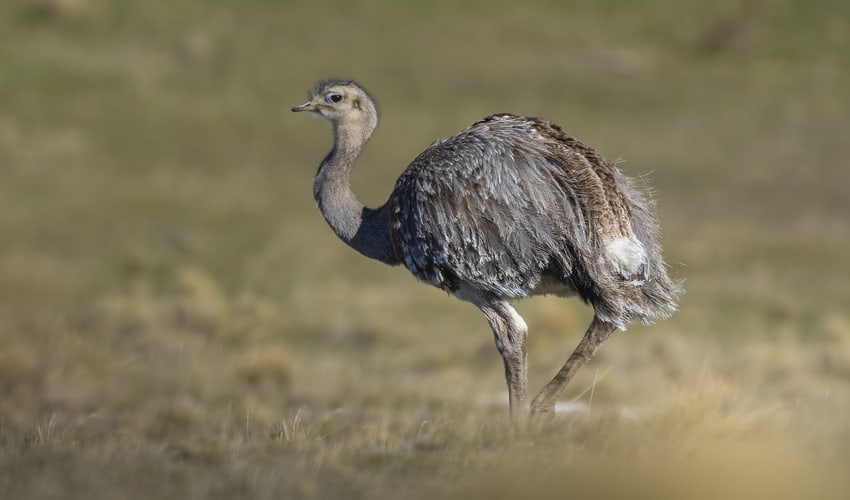 Rheiformes – Rheas: facts, distribution & population | BioDB