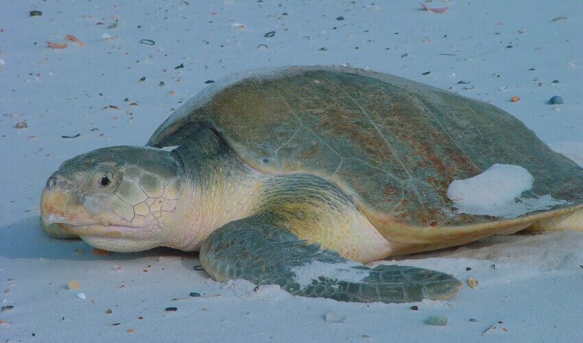 Cheloniidae – Modern sea turtles: facts, distribution & population | BioDB