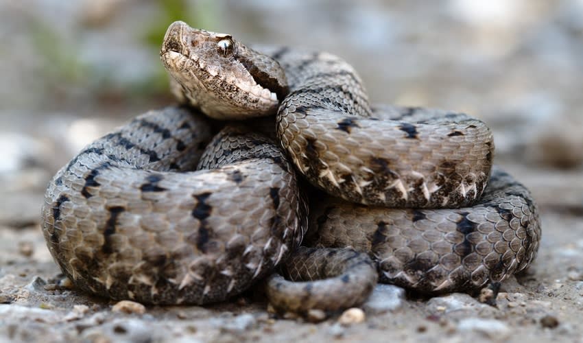 Vipers Explained Viperidae – Vipers: facts, distribution & population | BioDB