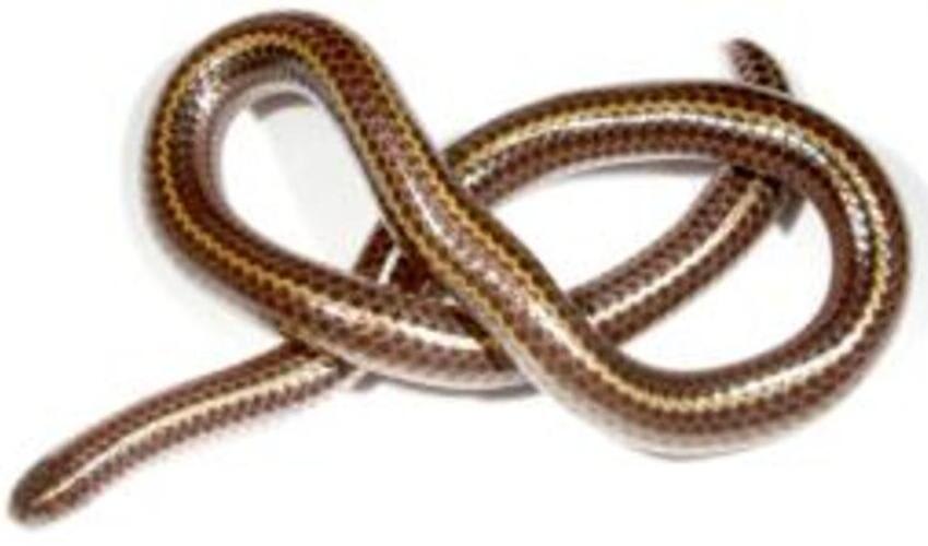Leptotyphlopidae – Slender blind snakes: facts, distribution ...