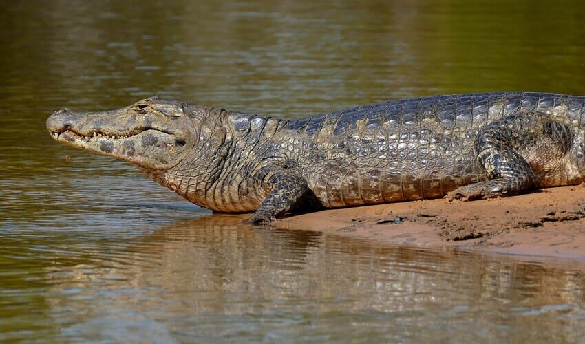 Caiman – Caimans: facts, distribution & population | BioDB
