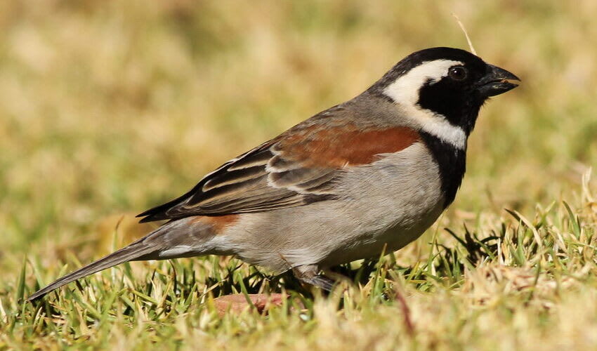 Passer – True sparrows: facts, distribution & population | BioDB