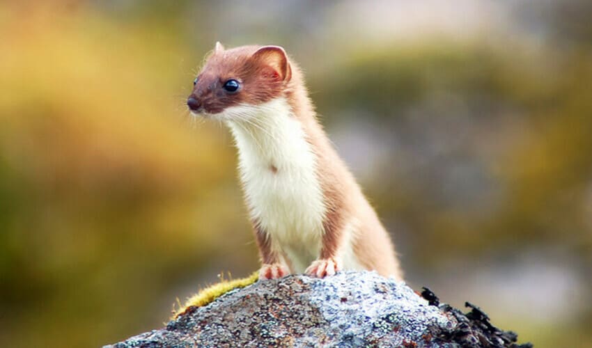 Mustelidae - Mustelids: facts, distribution & population | BioDB