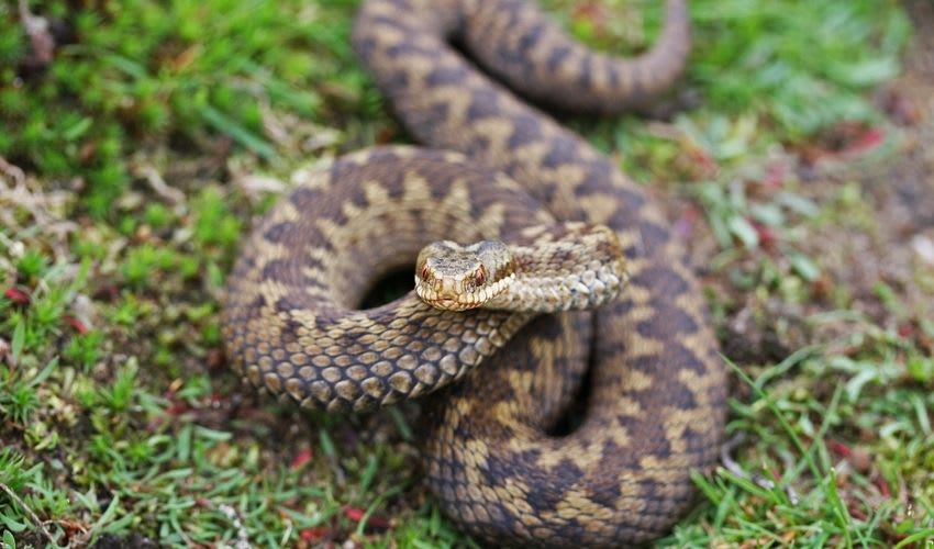 European adder facts, distribution & population | BioDB
