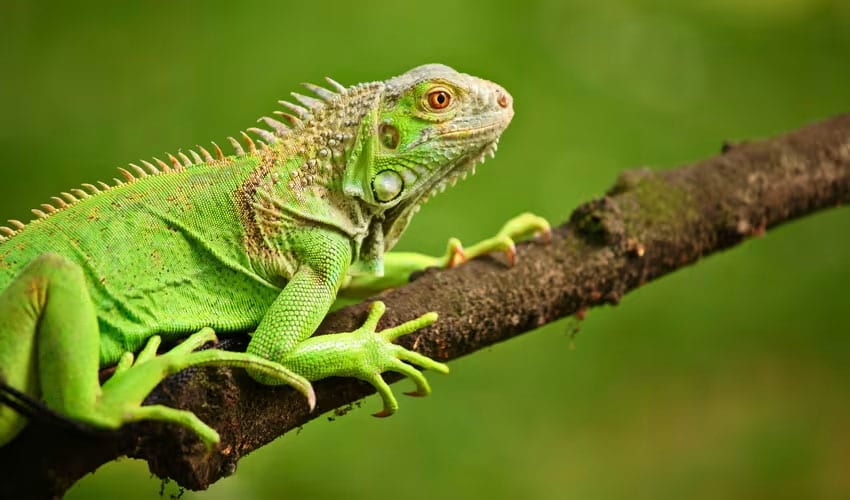 Squamata - Snakes & lizards: facts, distribution & population | BioDB
