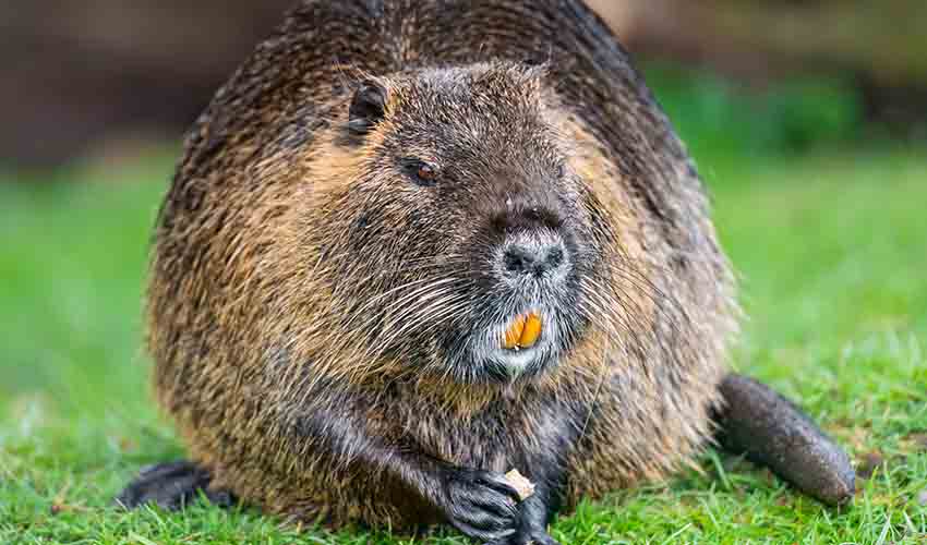 Nutria facts, distribution & population | BioDB