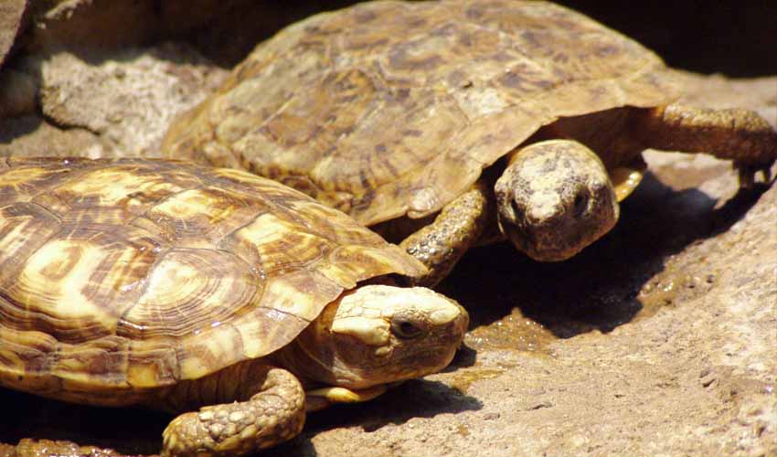 Testudinidae – Tortoises (terrestrial): facts, distribution ...