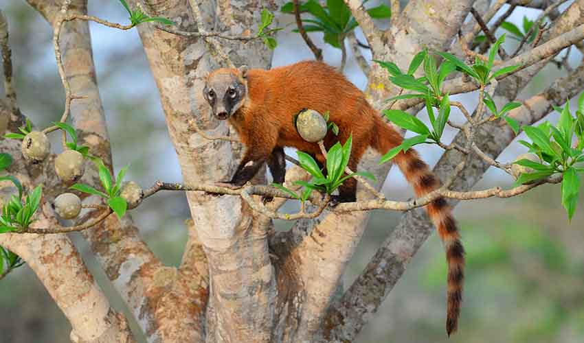 South American coati facts, distribution & population | BioDB