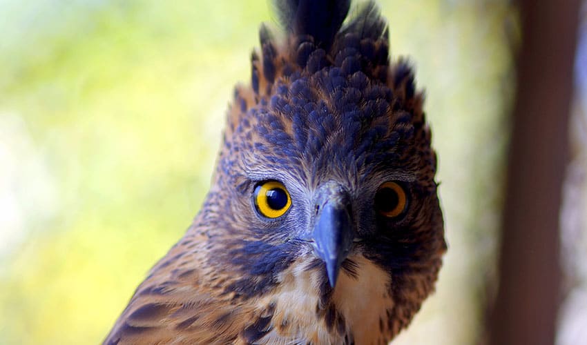 Pinsker's hawk-eagle facts, distribution & population | BioDB