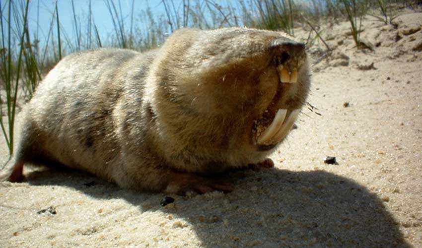 Spalax - Blind mole-rats: facts, distribution & population | BioDB