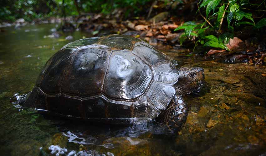 Asian Tortoise Shell Asian forest tortoise facts, distribution & population | BioDB