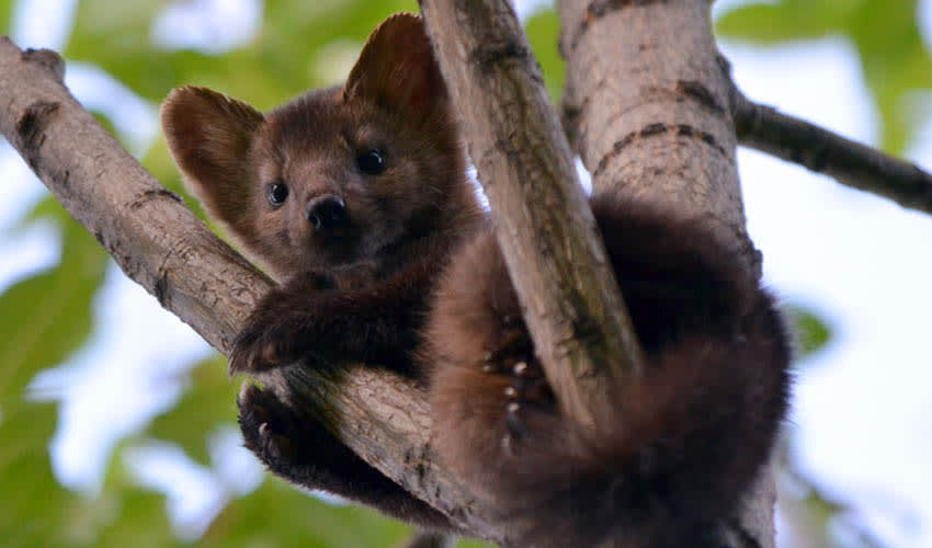 Sable facts, distribution & population | BioDB