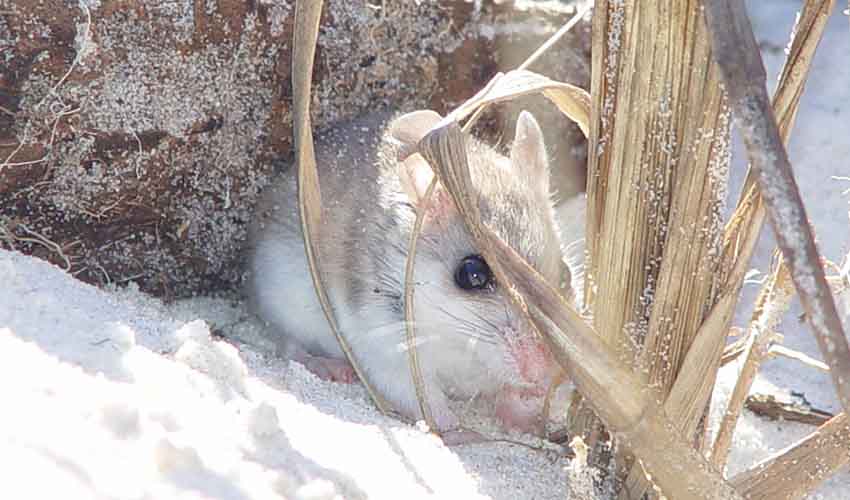 Peromyscus - Deer mice: facts, distribution & population | BioDB