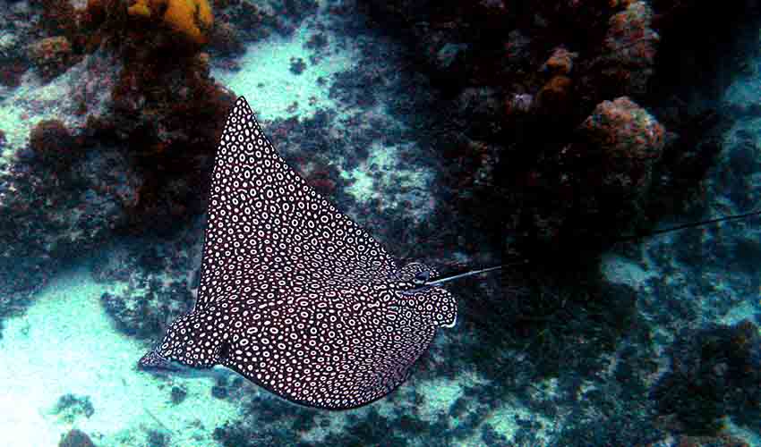 Spotted eagle ray facts, distribution & population | BioDB