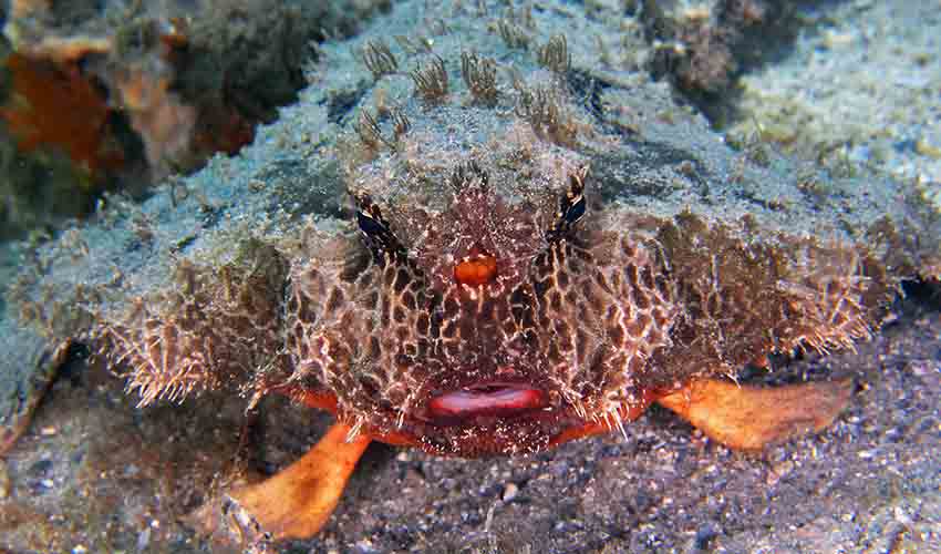 Spotted Batfish Ogcocephalus: facts, distribution & population | BioDB