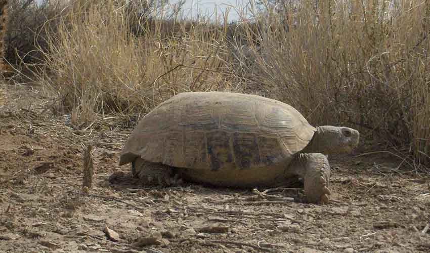 Bolson tortoise facts, distribution & population | BioDB