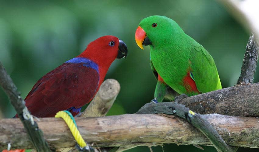 Eclectus - Eclectus parrots: facts, distribution & population | BioDB