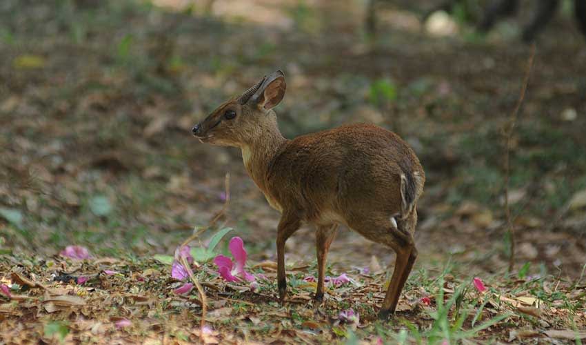 Suni facts, distribution & population | BioDB