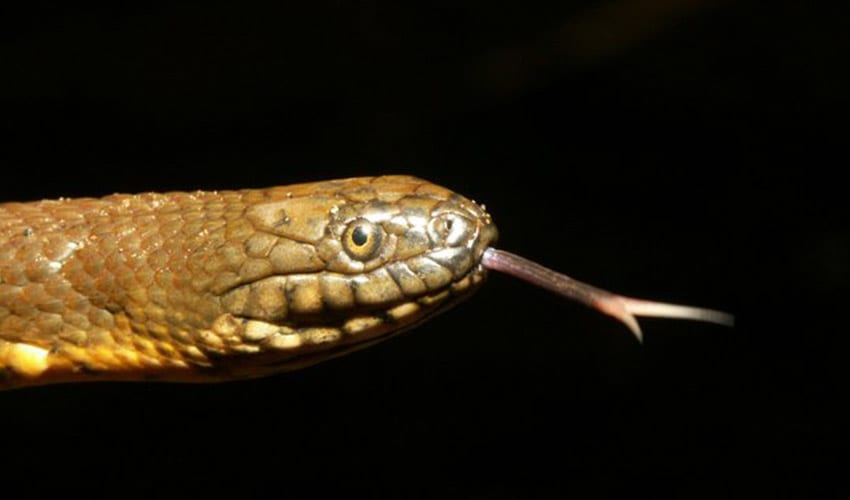 African brown water snake facts, distribution & population | BioDB