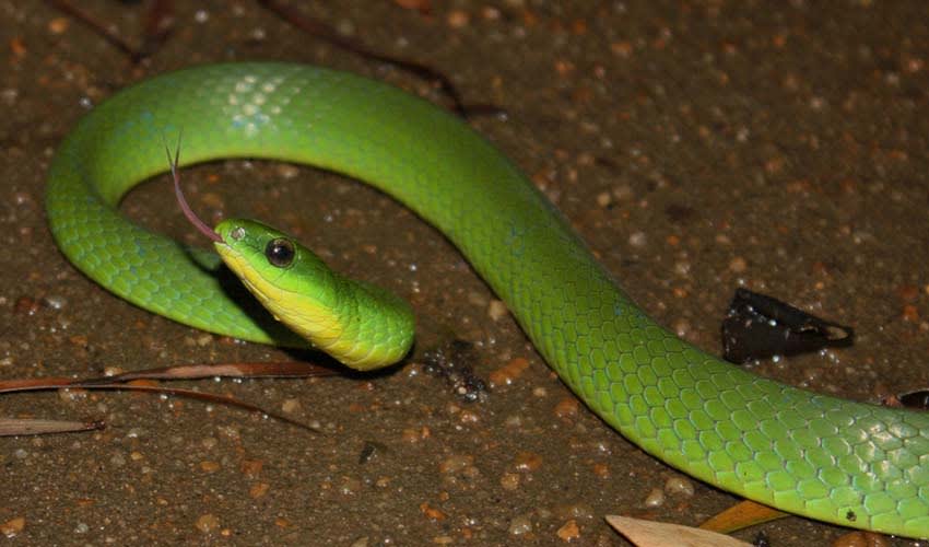 Chinese green snake facts, distribution & population | BioDB