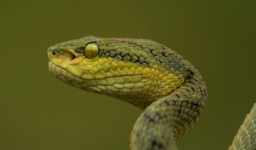 Vipers Explained Viperidae – Vipers: facts, distribution & population | BioDB