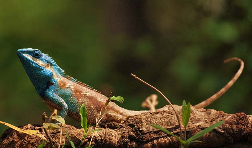 Indo-Chinese forest lizard facts, distribution & population | BioDB