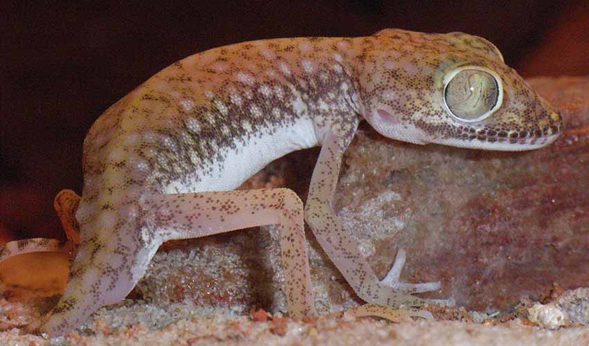 Dune sand gecko facts, distribution & population | BioDB