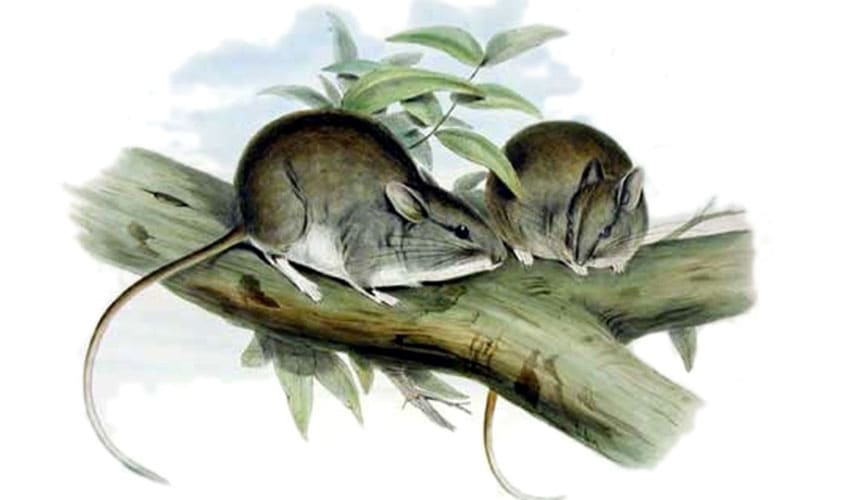 Muridae - Murids: facts, distribution & population | BioDB