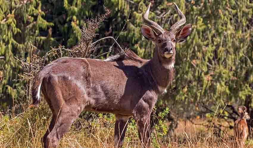Mountain nyala facts, distribution & population | BioDB