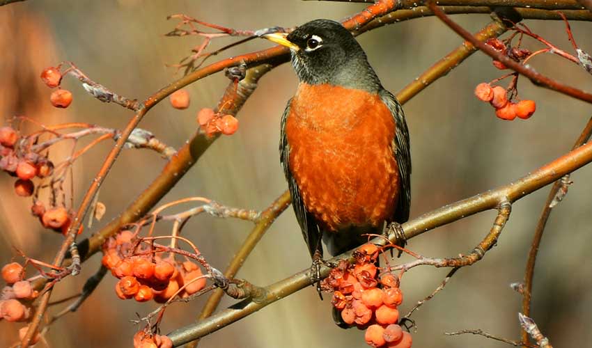 Robin Population American robin facts, distribution & population | BioDB