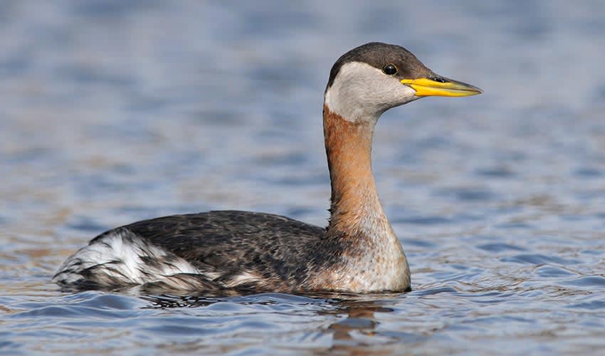 Poliocephalus: facts, distribution & population | BioDB