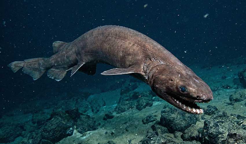 Triangular Shark Frilled shark facts, distribution & population | BioDB