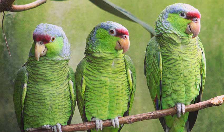 Amazona - Amazon parrot: facts, distribution & population | BioDB