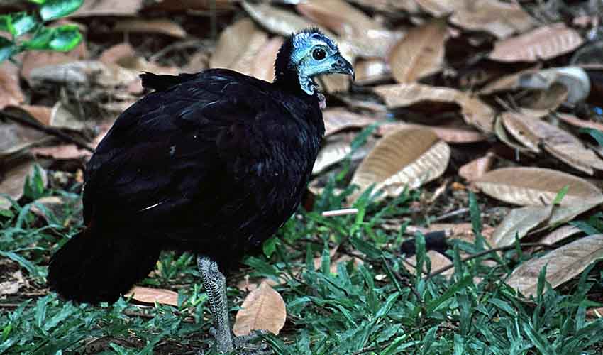 Megapod' – Megapodes: facts, distribution & population | BioDB