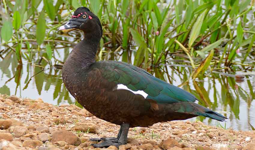 Anatidae – Ducks/geese: facts, distribution & population | BioDB