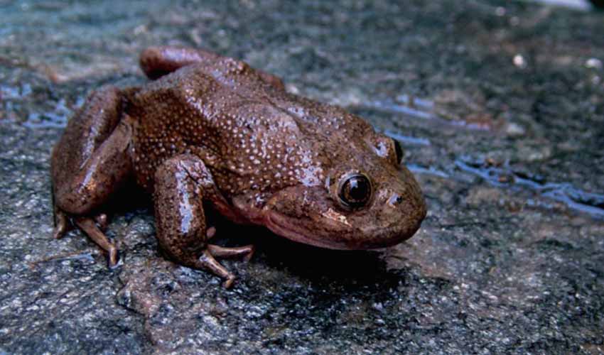 Telmatobiidae - Telmatobius: facts, distribution & population | BioDB