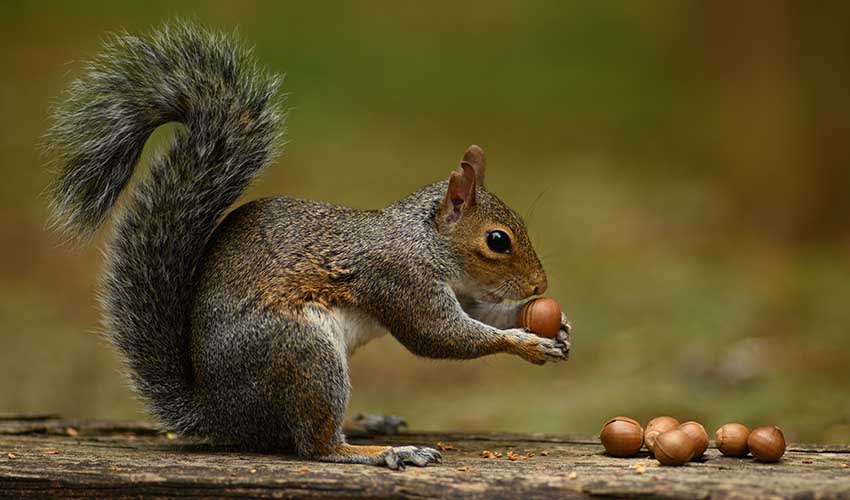 Sciurus – Tree squirrels: facts, distribution & population | BioDB