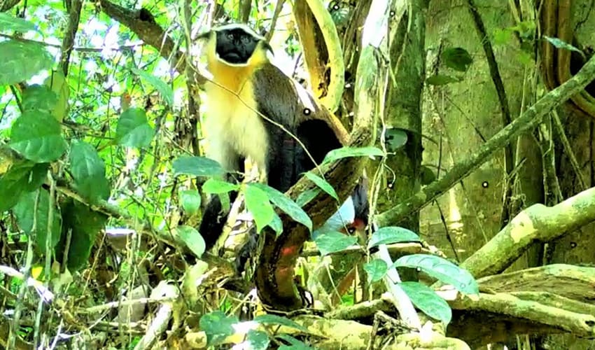 Dryas monkey facts, distribution & population | BioDB