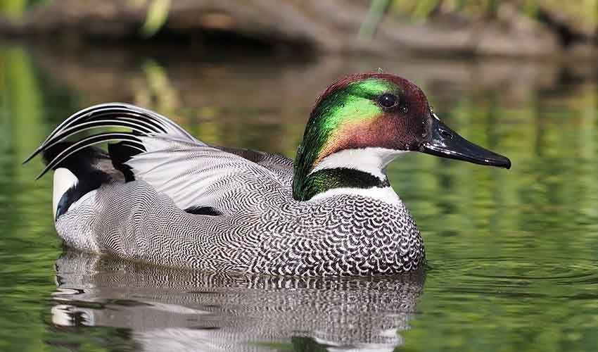 Anatidae – Ducks/geese: facts, distribution & population | BioDB