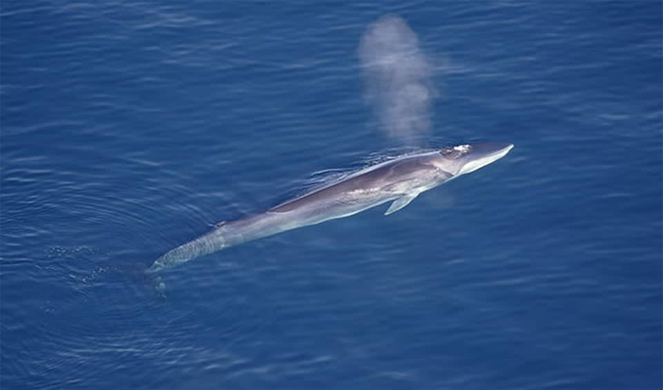 Balaenoptera - Rorquals: facts, distribution & population | BioDB