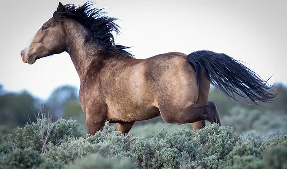 Equus Equus - Horses: facts, distribution & population | BioDB