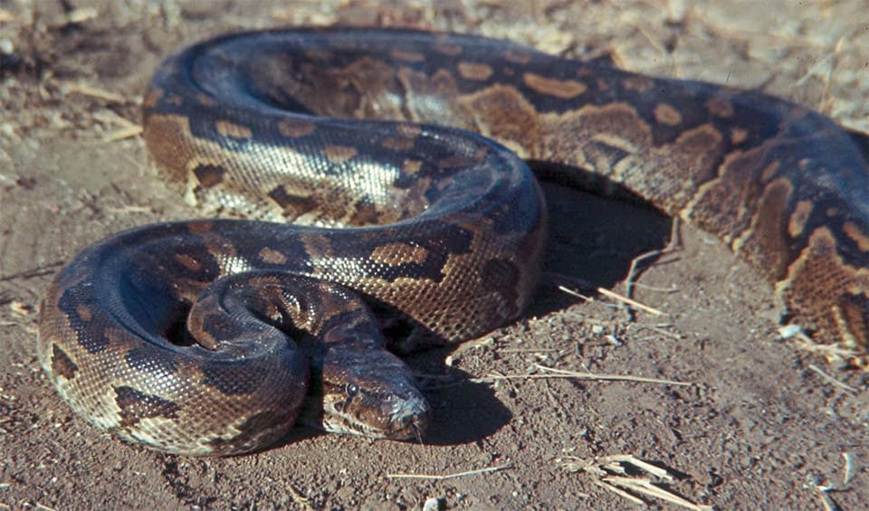 Central African rock python facts, distribution & population | BioDB