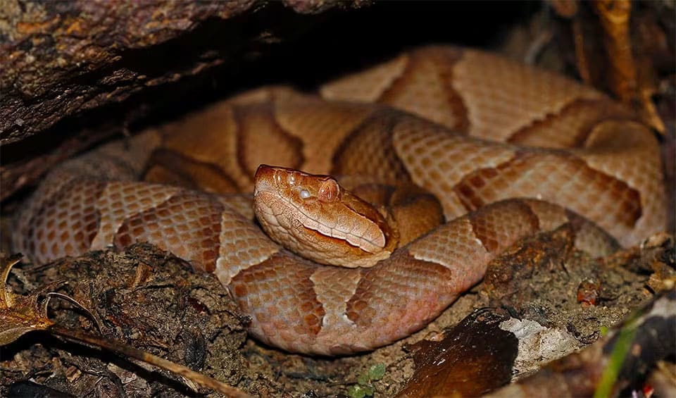 Unique Copperhead Pattern Eastern copperhead facts, distribution & population | BioDB