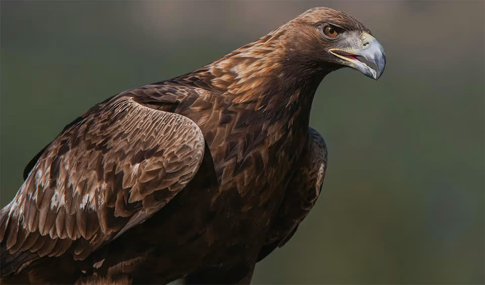 Iraq Biodiversity and Nature Conservation | BioDB