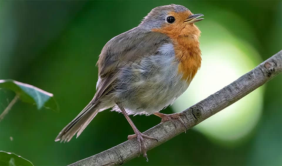 Robin Population European Robin facts, distribution & population | BioDB