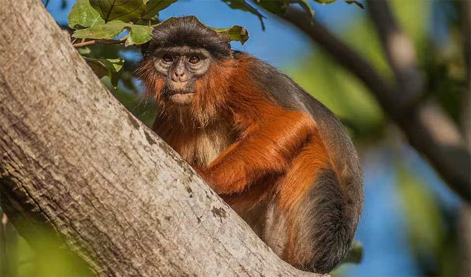 Cercopithecus Rabacus Cercopithecidae – Baboons & macaques: facts, distribution & population ...